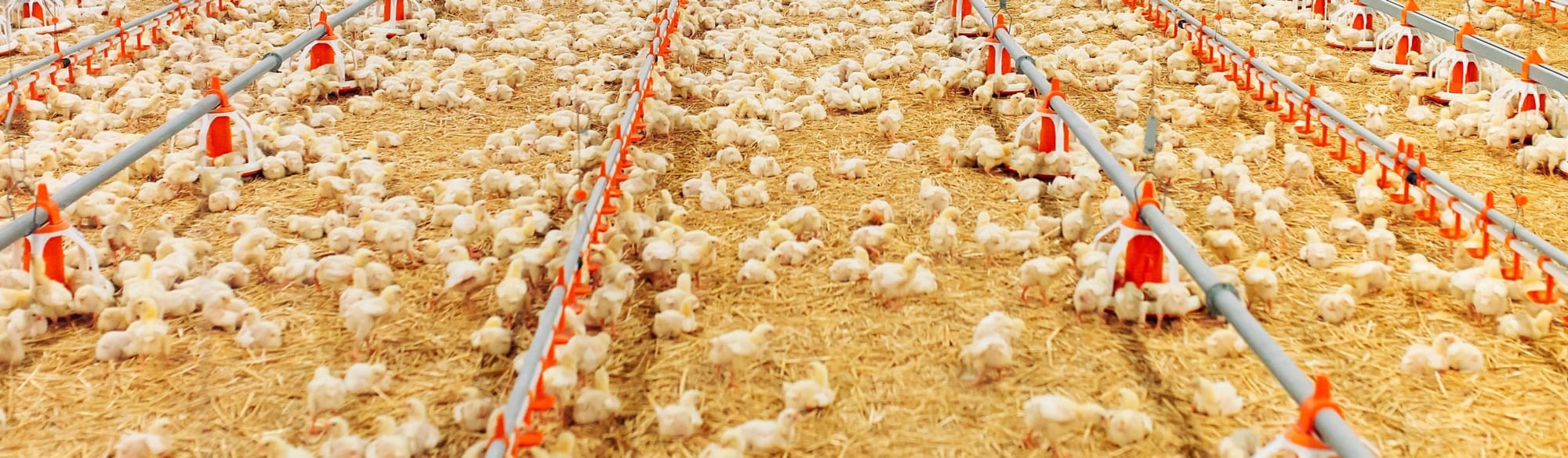 Clarksville, Arkansas issued BDO Zone 'AA' rating for poultry litter