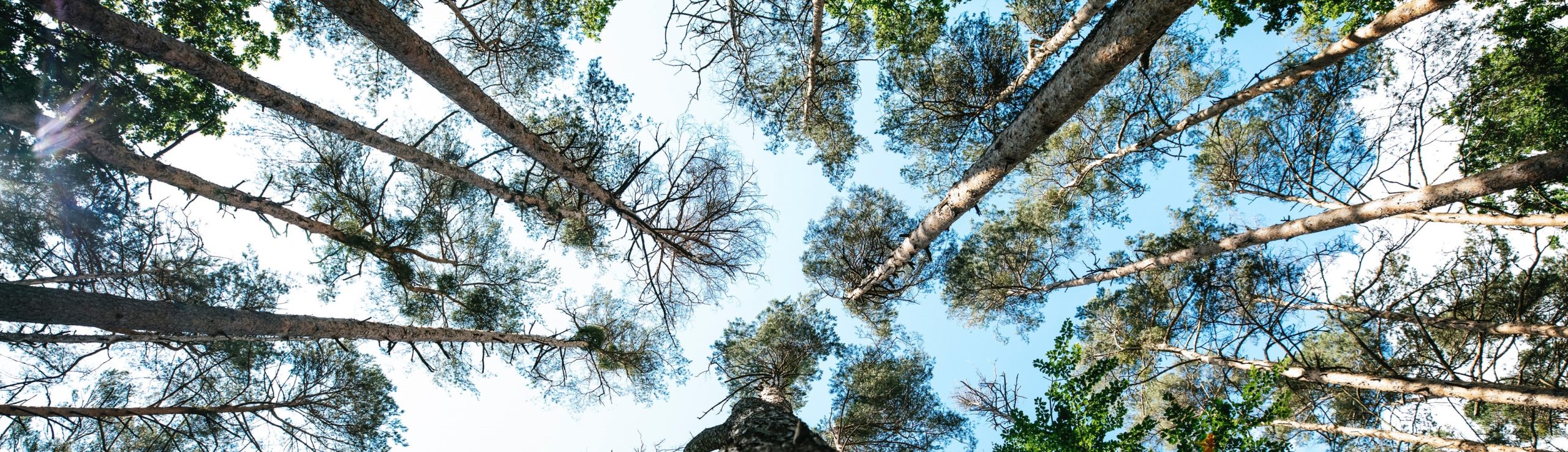 Summit County, Utah issued BDO Zone 'A' rating for woody biomass